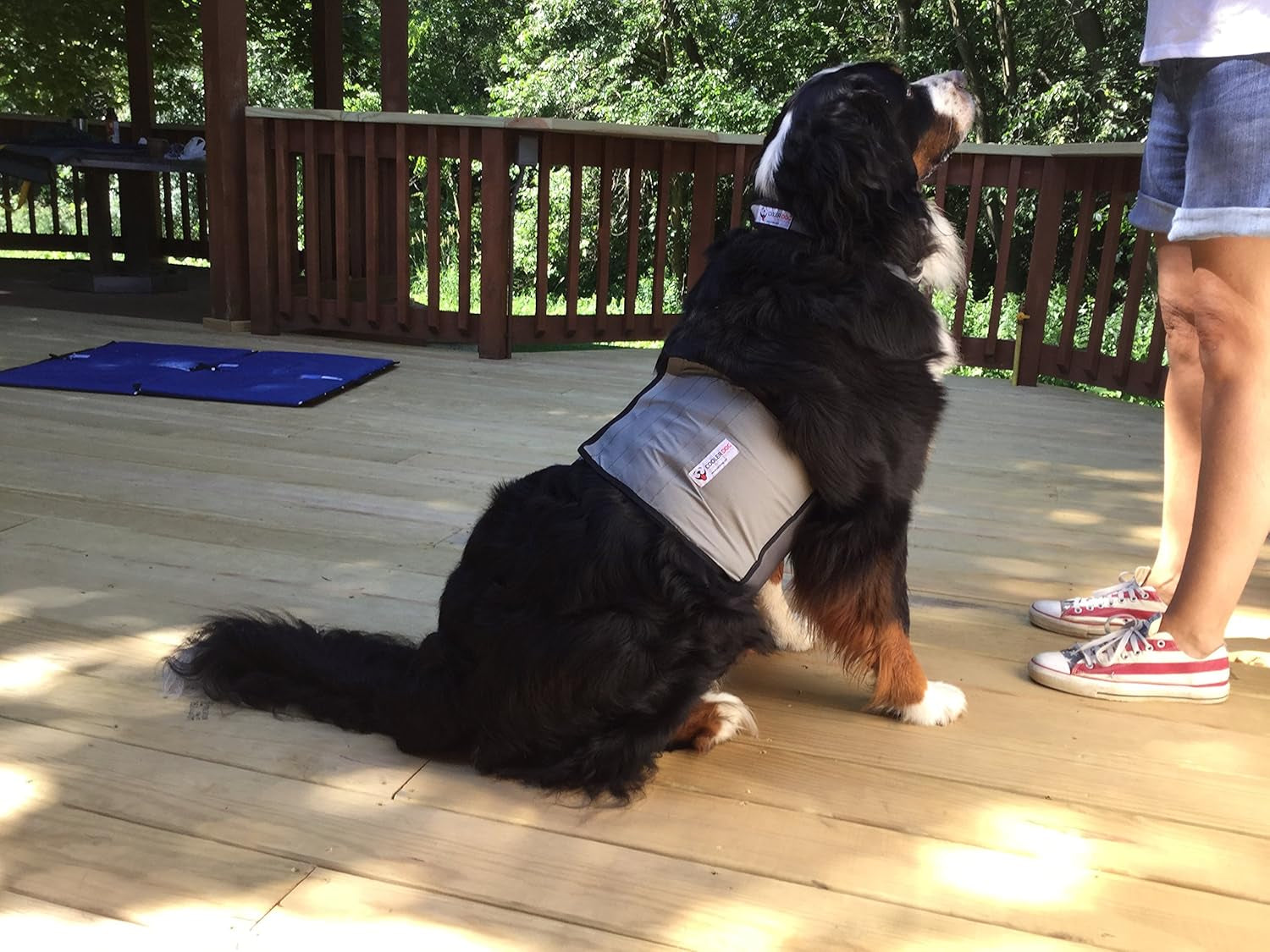 Dog Cooling Vest & Cooling Collar – Ice Vest for Hot Weather Heat Relief, Re-Freezable Pure Water Inserts (Large 27”–34” Girth)